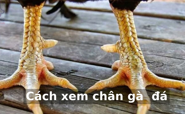Cách xem chân gà đá