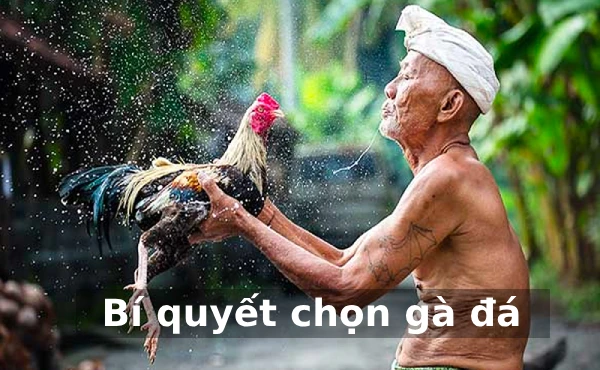 Cách xem chân gà - Bí quyết chọn gà đá Daga88 2 Bí quyết chọn gà đá để thi đấu